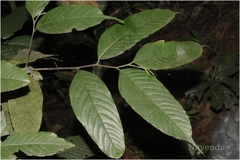 Aphananthe cuspidata